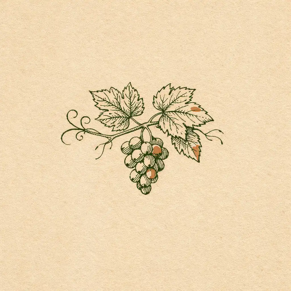 Decorative botanical line drawing of a grapevine with leaves and a small bunch of grapes
